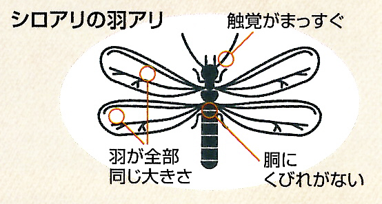 シロアリの羽アリ