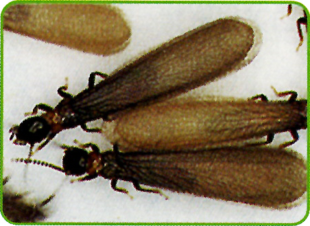 ヤマトシロアリの羽アリ