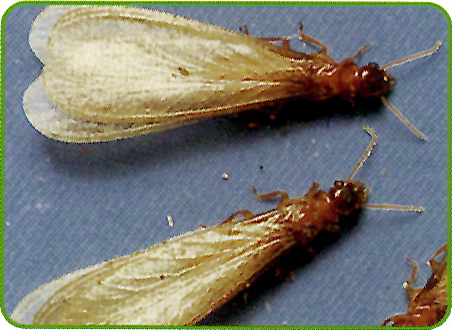 イエシロアリの羽アリ